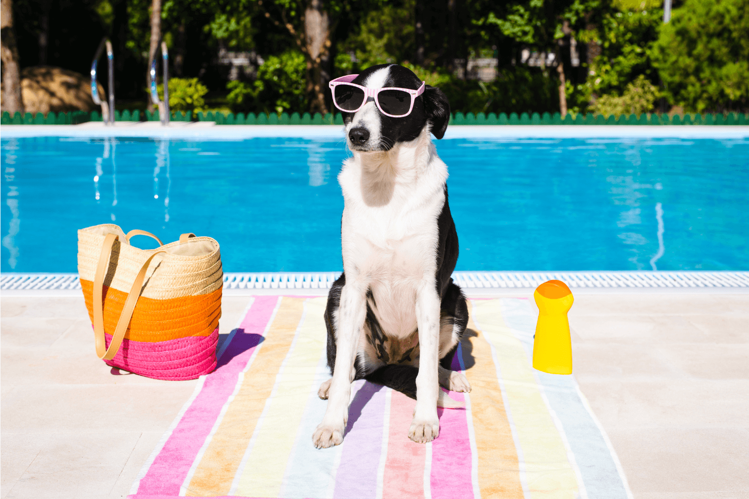 Dog with sunglasses sitting on top of a striped beach towel in front of a pool, with a beach bag and sunblock on each side