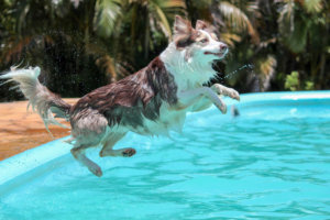 black and white dog jumping into pool
