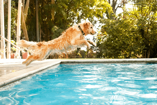 dog jumping into swimming pool