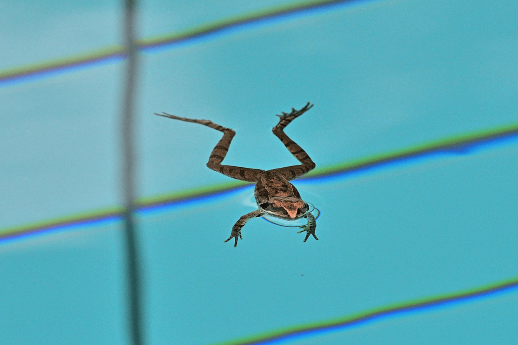 Frog floating at the top of a swimming pool