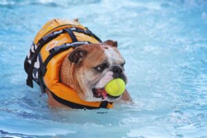 Brown and white bulldog with orange lifevest in a swimming pool with tennis ball in its mouth