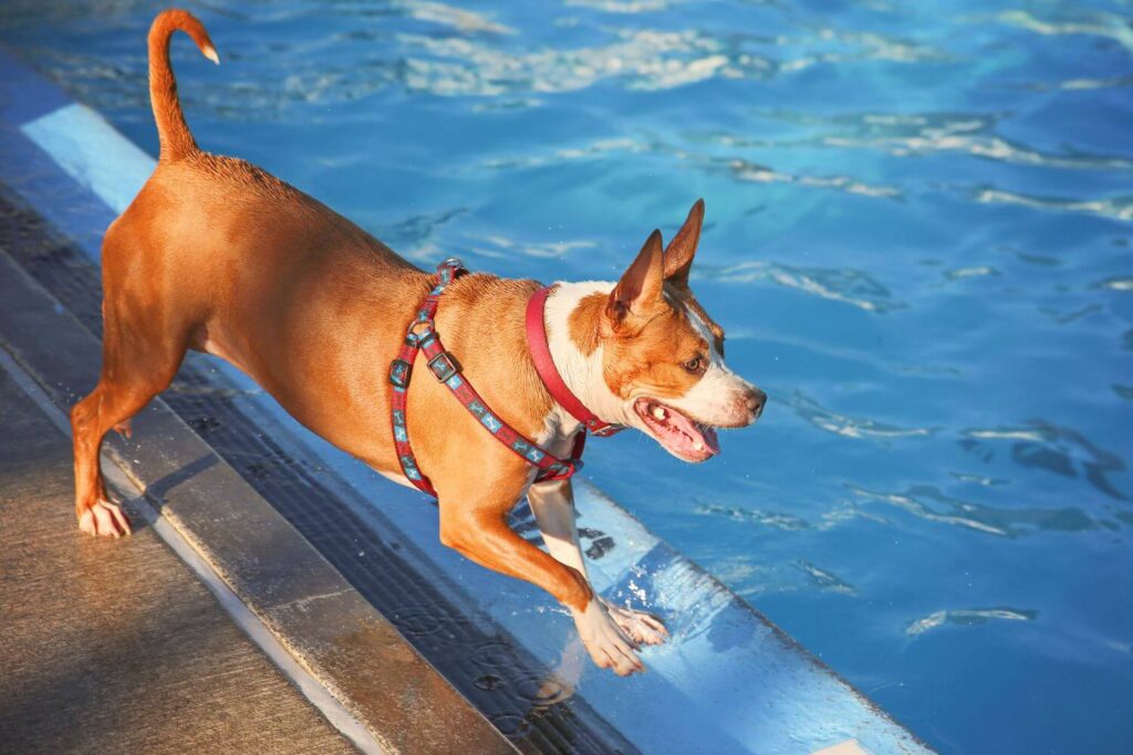 Brown and white dog jumping in a swimming pool