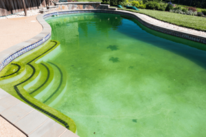 backyard swimming pool covered in algae