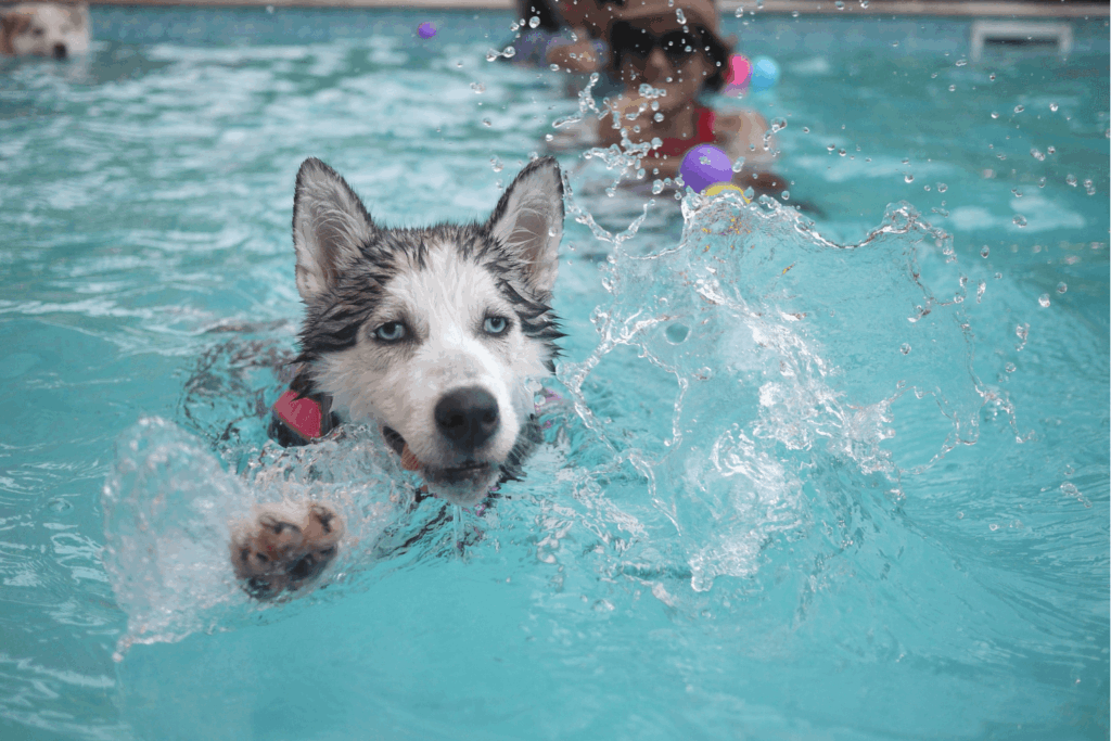 A puppy wearing a safety vest is swimming in the pool with it's owners