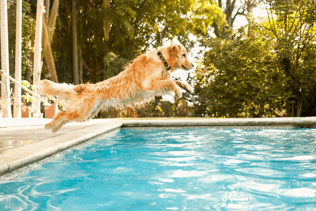 Golden Retriever jumping into a backyard swimming pool