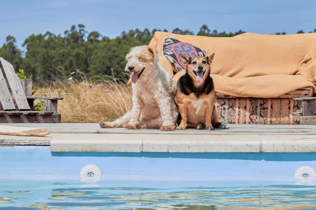 Two dogs sitting next to each other by a swimming pool