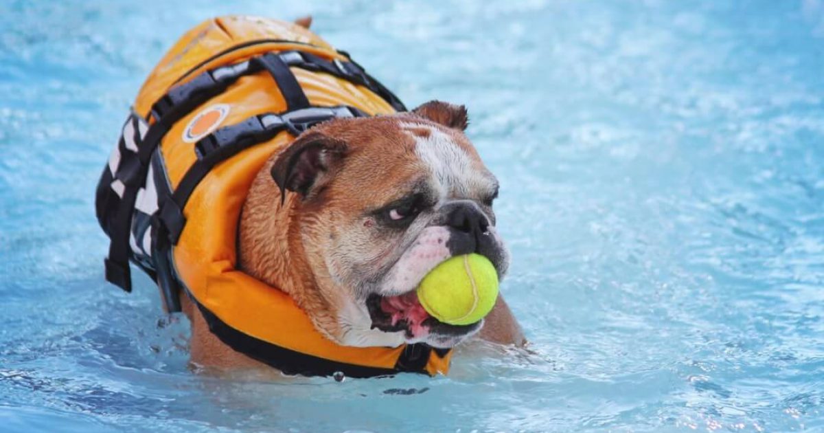 Brown and white bulldog with orange lifevest in a swimming pool with tennis ball in its mouth
