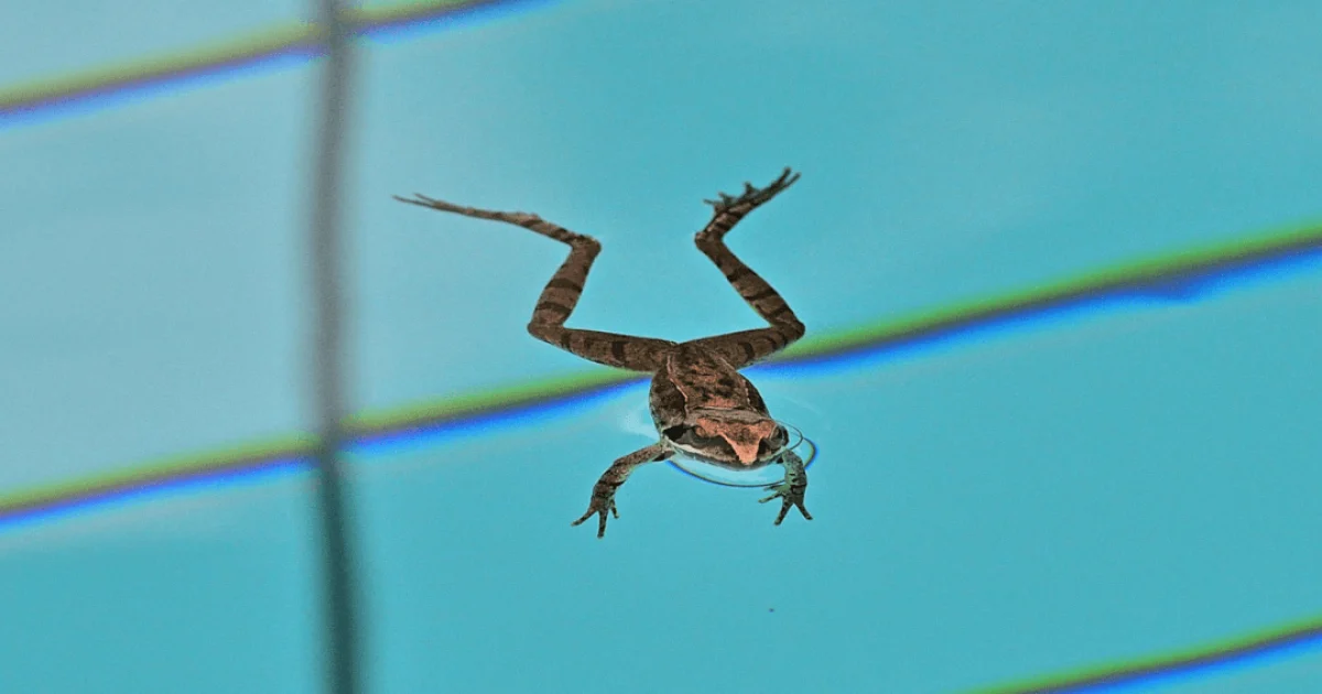 Frog floating at the top of a swimming pool