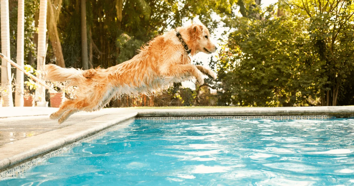 Golden Retriever jumping into a backyard swimming pool
