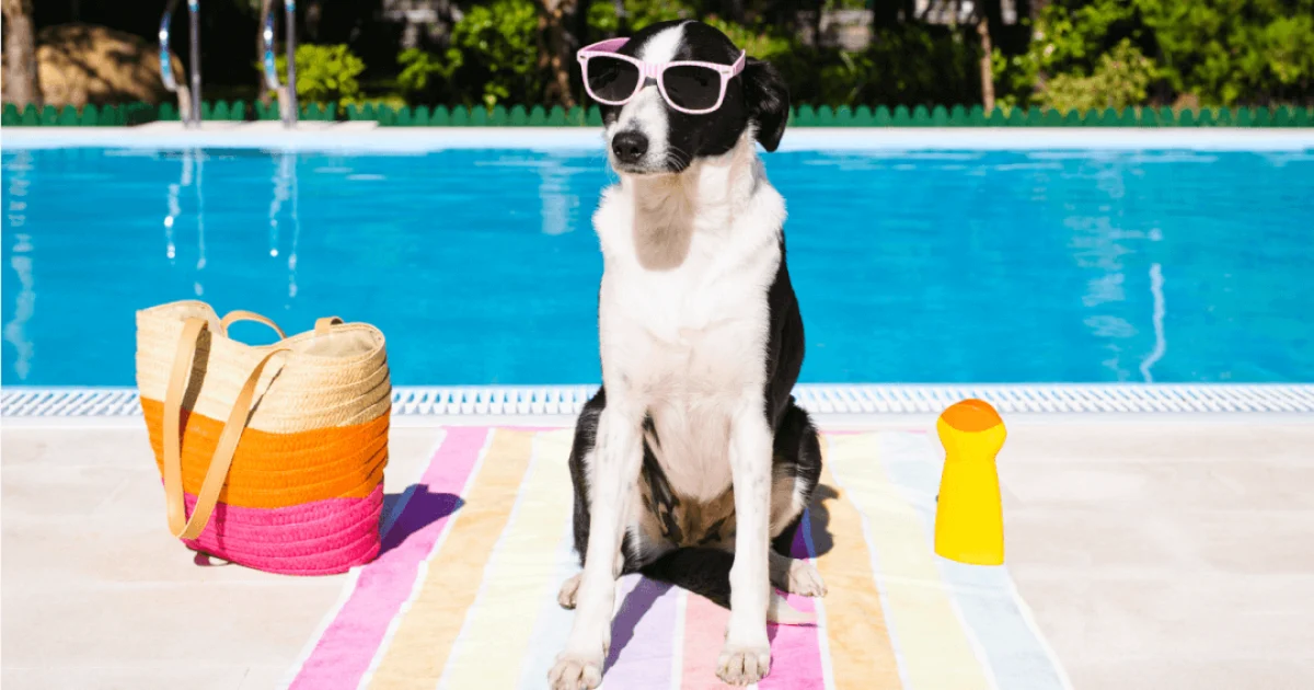 Dog with sunglasses sitting on top of a striped beach towel in front of a pool, with a beach bag and sunblock on each side