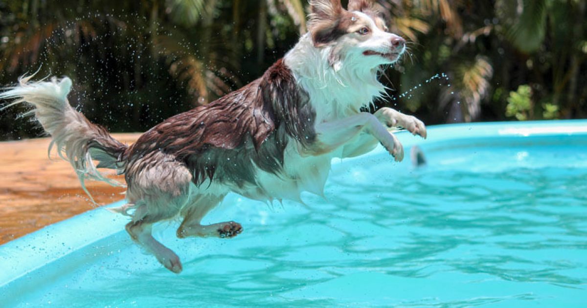 black and white dog jumping into pool