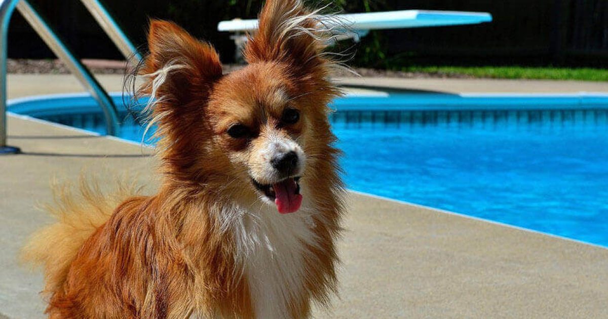 dog sitting next to a swimming pool