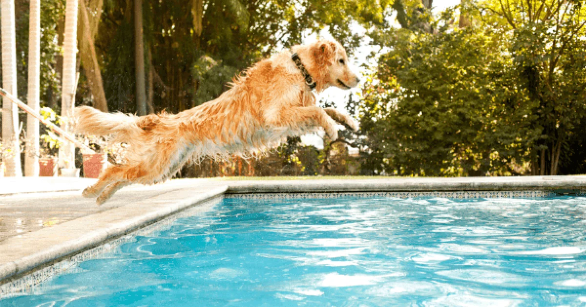 dog jumping into swimming pool