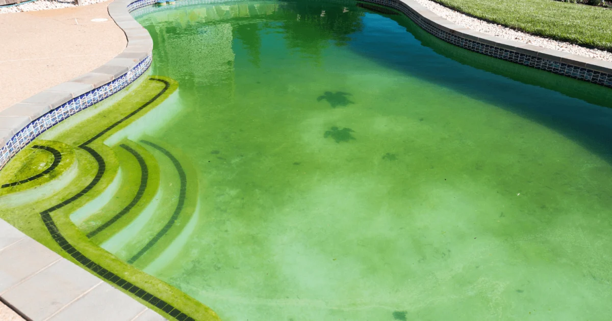 backyard swimming pool covered in algae